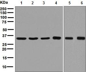 Western blot - Anti-GAPDH antibody [EPR6256] - Loading Control (AB128915), expandable thumbnail