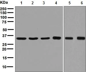 Western blot - Anti-GAPDH antibody [EPR6256] - Loading Control (AB128915)