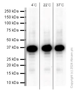 Western blot - Anti-GAPDH antibody [EPR6256] - Loading Control (AB128915)