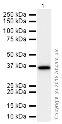Western blot - Anti-GAPDH antibody [EPR6256] - Loading Control (AB128915)
