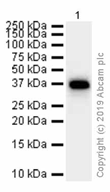Western blot - Anti-GAPDH antibody [EPR6256] - Loading Control (AB128915), expandable thumbnail