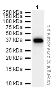 Western blot - Anti-GAPDH antibody [EPR6256] - Loading Control (AB128915)