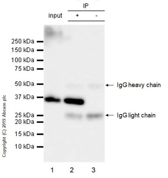 Immunoprecipitation - Anti-GAPDH antibody [FF26A] - BSA and Azide free (AB255970)