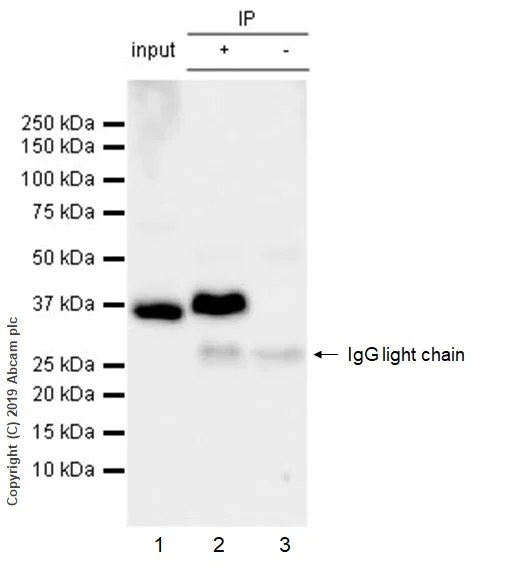 Immunoprecipitation - Anti-GAPDH antibody [FF26A] - BSA and Azide free (AB255970)