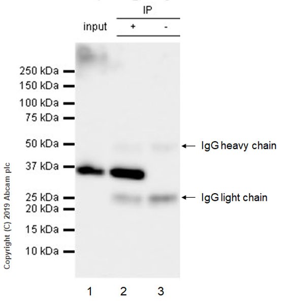 Immunoprecipitation - Anti-GAPDH antibody [FF26A] - Loading Control (AB59164), expandable thumbnail