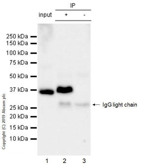 Immunoprecipitation - Anti-GAPDH antibody [FF26A] - Loading Control (AB59164), expandable thumbnail