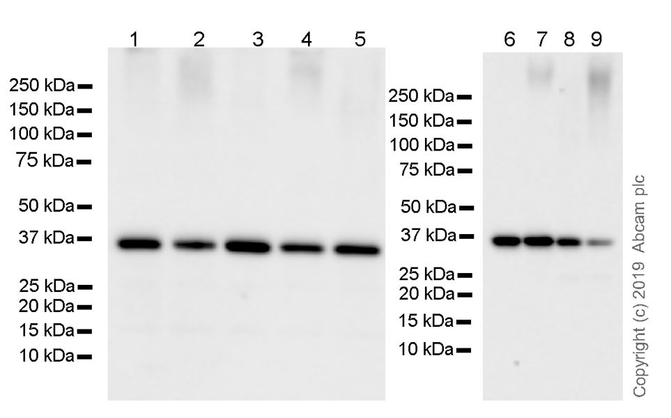 Western blot - Anti-GAPDH antibody [FF26A] - Loading Control (AB59164), expandable thumbnail