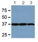 Western blot - Anti-GAPDH antibody [GA1R] - Loading Control (AB125247)