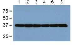 Western blot - Anti-GAPDH antibody [GA1R] - Loading Control (AB125247)