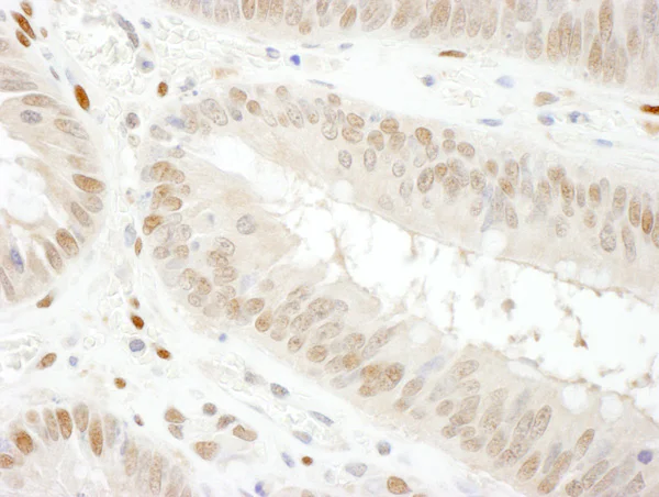 Immunohistochemistry (Frozen sections) - Anti-GAPDH antibody - Loading Control (AB157156)