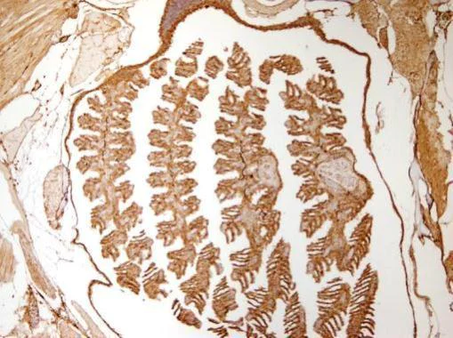 Immunohistochemistry (Formalin/PFA-fixed paraffin-embedded sections) - Anti-GAPDH antibody - Loading Control (AB210113)