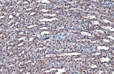 Immunohistochemistry (Formalin/PFA-fixed paraffin-embedded sections) - Anti-GAPDH antibody - Loading Control (AB210113)