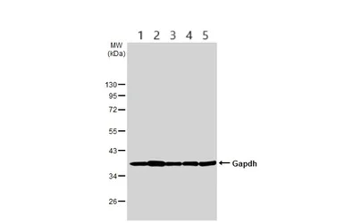 Western blot - Anti-GAPDH antibody - Loading Control (AB210113)