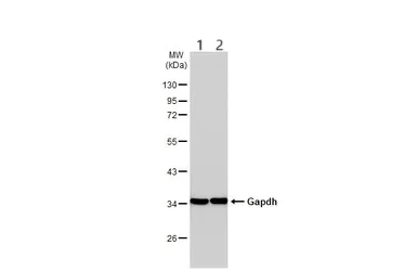 Western blot - Anti-GAPDH antibody - Loading Control (AB210113)