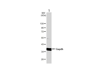 Western blot - Anti-GAPDH antibody - Loading Control (AB210113)