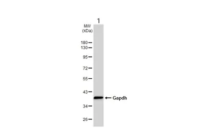 Western blot - Anti-GAPDH antibody - Loading Control (AB210113)