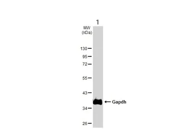Western blot - Anti-GAPDH antibody - Loading Control (AB210113)