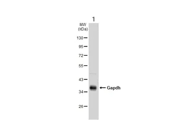 Western blot - Anti-GAPDH antibody - Loading Control (AB210113)