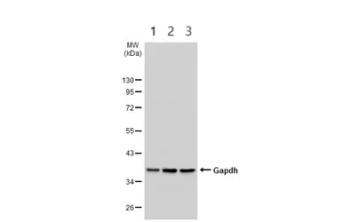 Western blot - Anti-GAPDH antibody - Loading Control (AB210113)