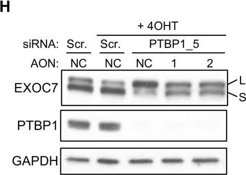 Western blot - Anti-GAPDH antibody - Loading Control (AB22555)