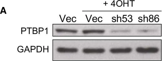 Western blot - Anti-GAPDH antibody - Loading Control (AB22555)