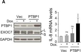 Western blot - Anti-GAPDH antibody - Loading Control (AB22555)