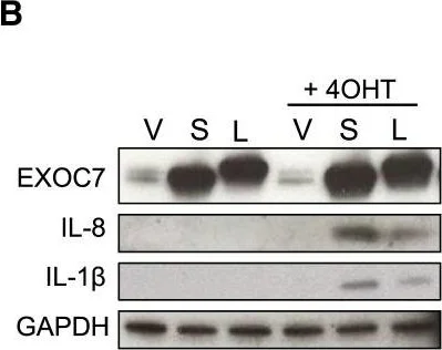 Western blot - Anti-GAPDH antibody - Loading Control (AB22555)
