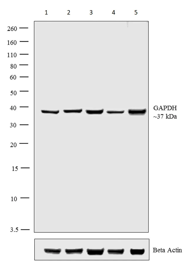 Western blot - Anti-GAPDH antibody - Loading Control (AB22555)