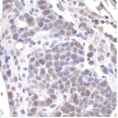 Immunohistochemistry (Formalin/PFA-fixed paraffin-embedded sections) - Anti-GAPDH antibody - Loading Control (AB245355)