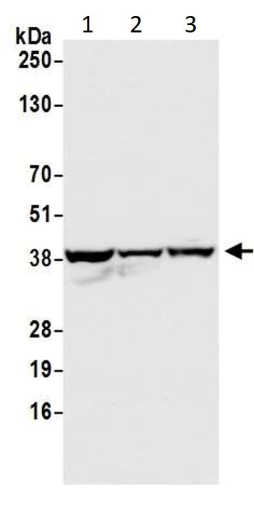 Western blot - Anti-GAPDH antibody - Loading Control (AB245357)