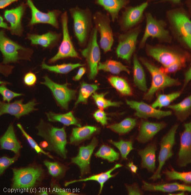 Immunocytochemistry/ Immunofluorescence - Anti-GAPDH antibody - Loading Control (AB37168), expandable thumbnail