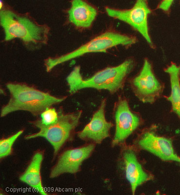 Immunocytochemistry/ Immunofluorescence - Anti-GAPDH antibody - Loading Control (AB37168), expandable thumbnail