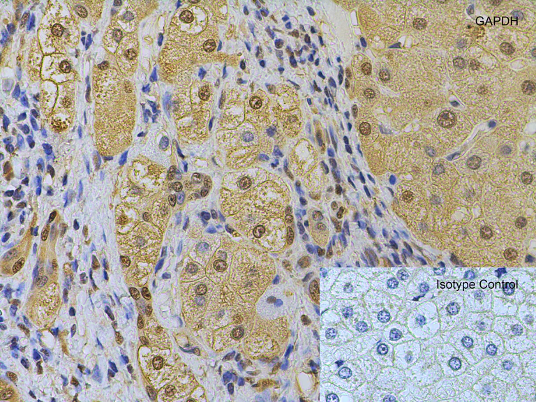 Immunohistochemistry (Formalin/PFA-fixed paraffin-embedded sections) - Anti-GAPDH antibody - Loading Control (AB37168)