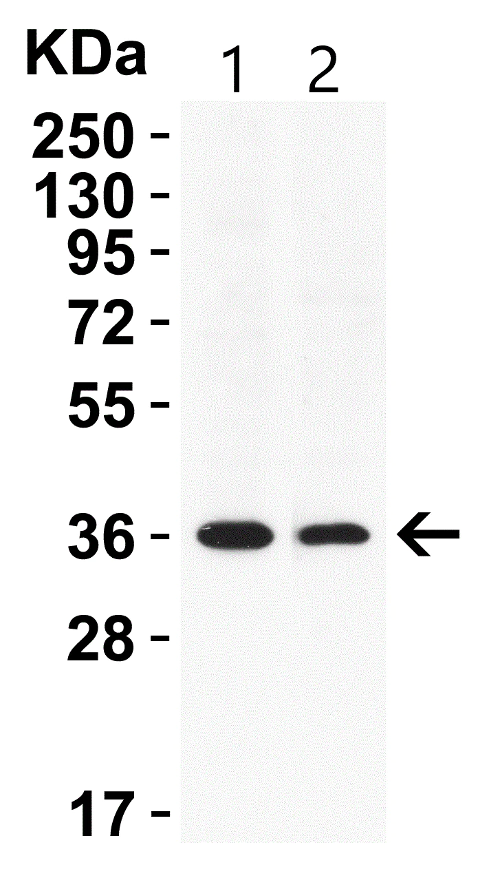 Western blot - Anti-GAPDH antibody - Loading Control (AB37168)
