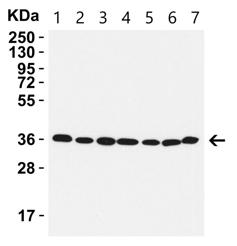 Western blot - Anti-GAPDH antibody - Loading Control (AB37168)