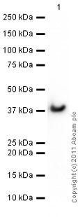 Western blot - Anti-GAPDH antibody - Loading Control (AB70699), expandable thumbnail