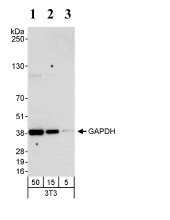 Western blot - Anti-GAPDH antibody - Loading Control (AB70700), expandable thumbnail