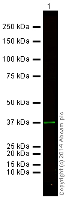 Western blot - Anti-GAPDH antibody - Loading Control (AB83956), expandable thumbnail