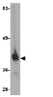 Western blot - Anti-GAPDH antibody - Loading Control (AB83956)