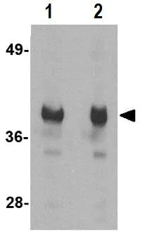 Western blot - Anti-GAPDH antibody - Loading Control (AB83957)