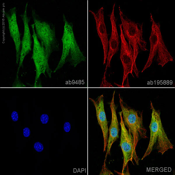 Immunocytochemistry/ Immunofluorescence - Anti-GAPDH antibody - Loading Control (AB9485)