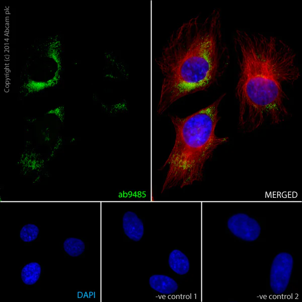 Immunocytochemistry/ Immunofluorescence - Anti-GAPDH antibody - Loading Control (AB9485)