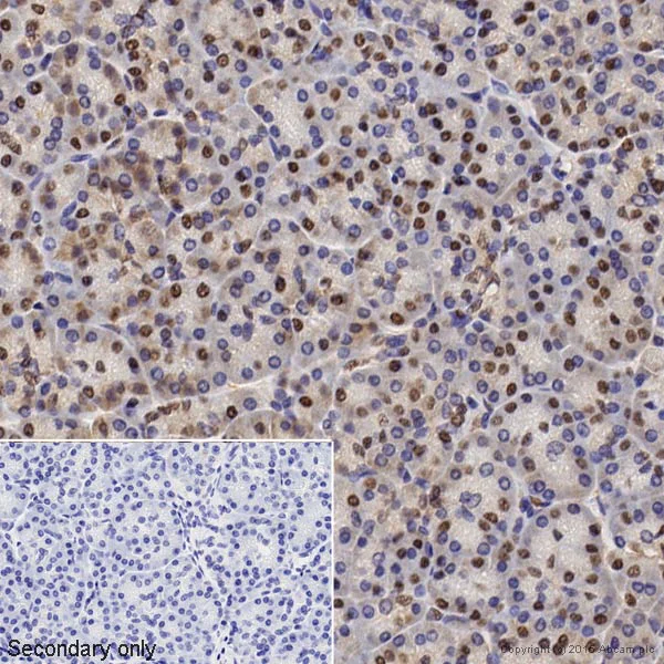 Immunohistochemistry (Formalin/PFA-fixed paraffin-embedded sections) - Anti-GAPDH antibody - Loading Control (AB9485)