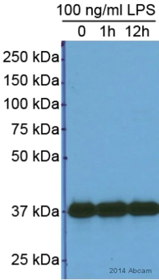 Western blot - Anti-GAPDH antibody - Loading Control (AB9485)