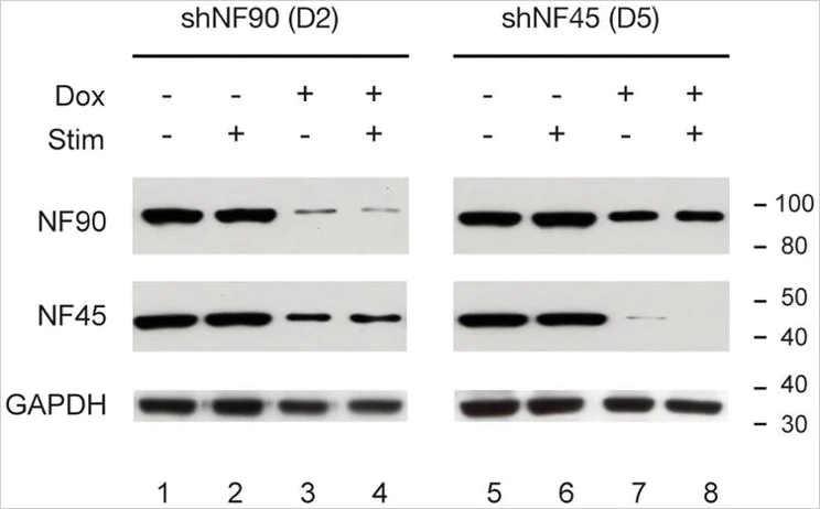 Western blot - Anti-GAPDH antibody - Loading Control (AB9485)