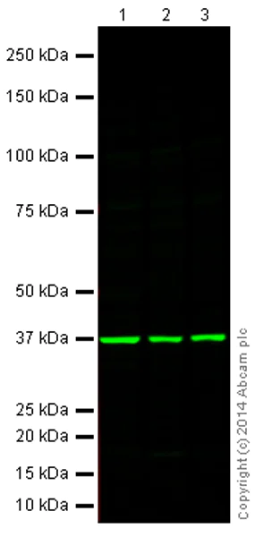 Western blot - Anti-GAPDH antibody - Loading Control (AB9485)
