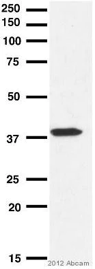 Western blot - Anti-GAPDH antibody - Loading Control (AB9485)