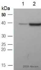 Western blot - Anti-GAPDH antibody - Loading Control (AB9485)