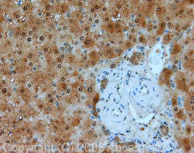 でら human IgM antibody (CL594-66484) | Proteintech