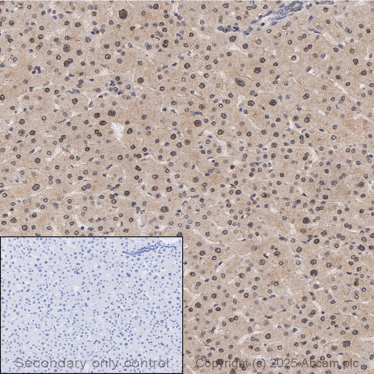 Immunohistochemistry (Formalin/PFA-fixed paraffin-embedded sections) - Anti-GAPDH antibody [mAbcam 9484] - Loading Control (AB9484)